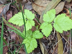Rubus hawaiensis
