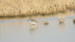 Calidris alpina