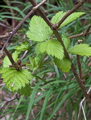 Rubus hawaiensis