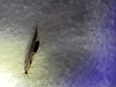 Triplectidinae