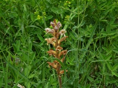 Orobanche lutea