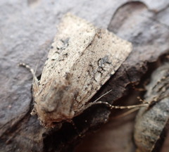 Mythimna languida