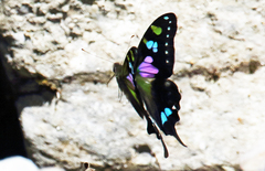 Graphium weiskei