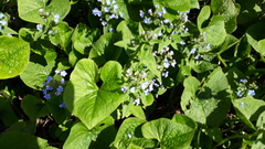 Brunnera sibirica