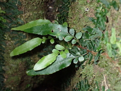 Arthropteris