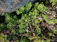 Veronica hookeriana