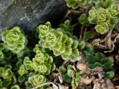 Veronica hookeriana