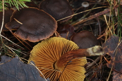 Cortinarius croceus