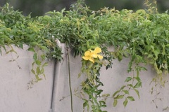 Dolichandra unguis-cati