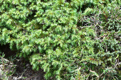 Juniperus formosana