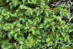 Juniperus formosana