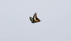 Graphium codrus medon