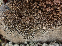 Stereocaulon gregarium