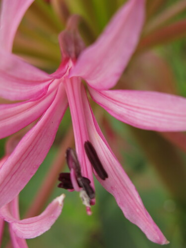 Image of Brunsvigia radulosa by no rights reserved
