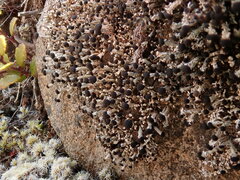 Stereocaulon gregarium