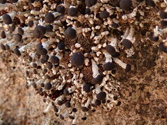 Stereocaulon gregarium