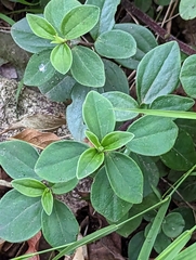 Peperomia leptostachya