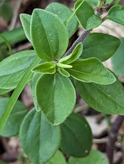 Peperomia leptostachya