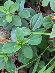 Peperomia leptostachya