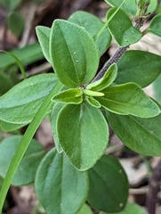 Peperomia leptostachya