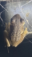 Litoria peronii