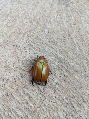 Anoplognathus suturalis