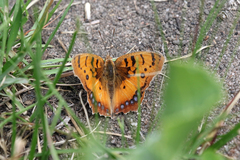 Catacroptera cloanthe