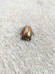 Anoplognathus suturalis