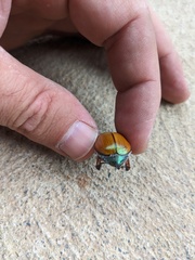 Anoplognathus suturalis