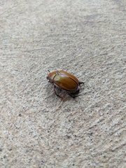 Anoplognathus suturalis