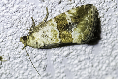 Maliattha amorpha