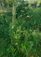 Pastinaca sativa sylvestris