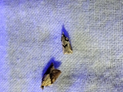 Harmologa amplexana