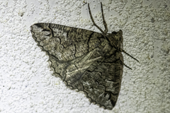 Austroterpna idiographa