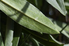 Craspedia aurantia jamesii