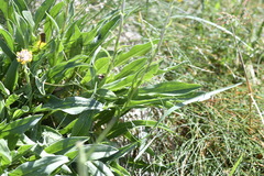 Craspedia aurantia jamesii