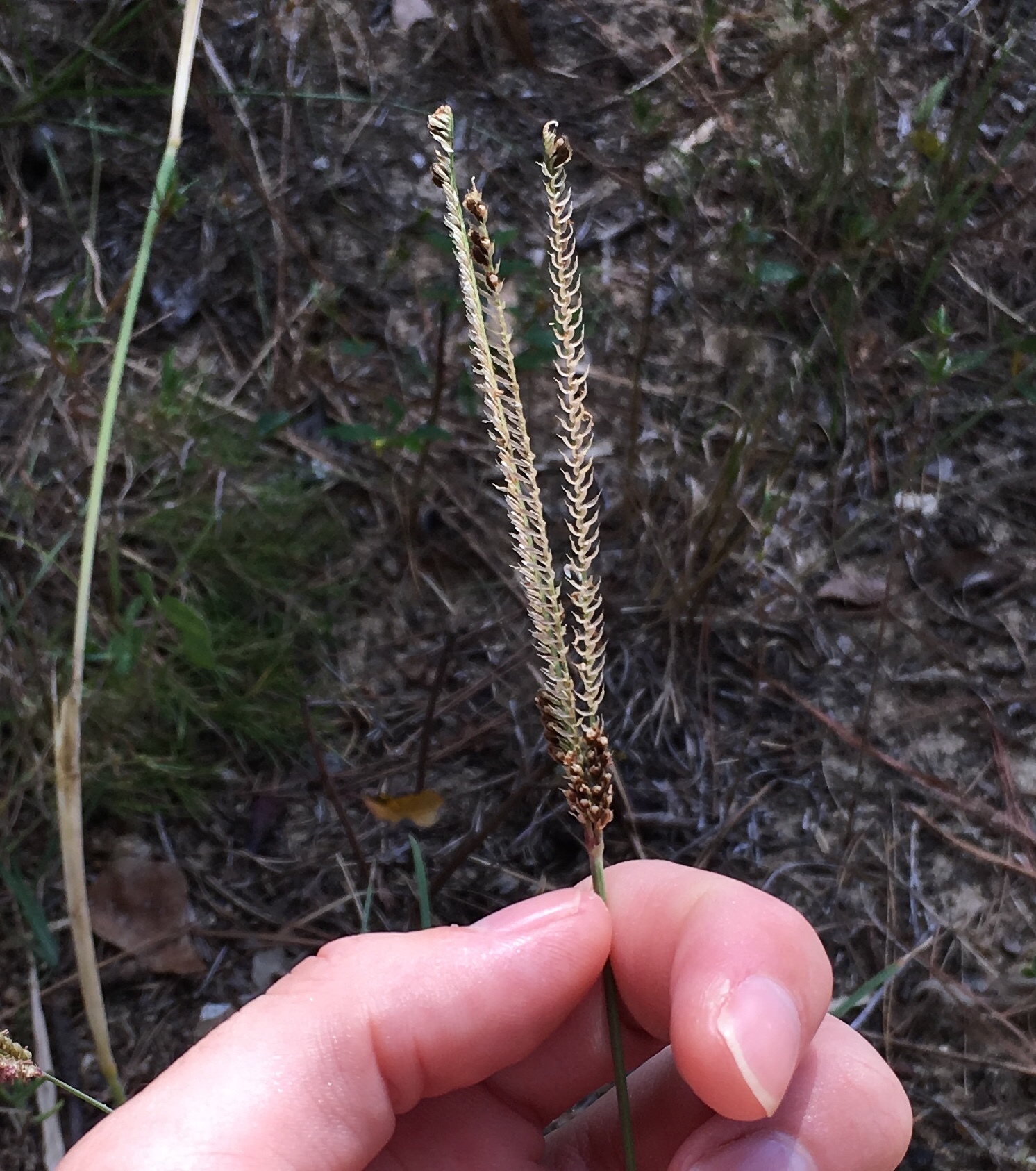Eustachys floridana