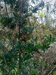 Podocarpus costalis