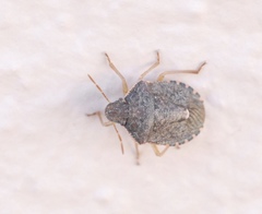 Holcostethus abbreviatus