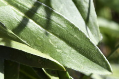 Craspedia aurantia jamesii