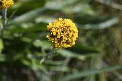 Craspedia aurantia jamesii