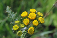 Berkheya umbellata