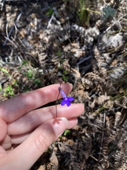 Lobelia neglecta