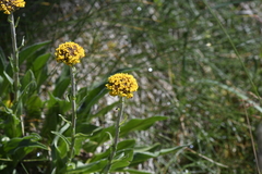 Craspedia aurantia jamesii