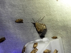 Hydriomena deltoidata