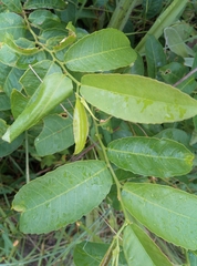 Sclerocroton integerrimus