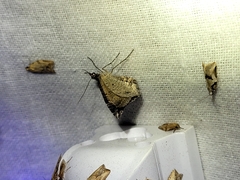 Hydriomena deltoidata