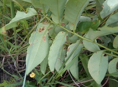 Sclerocroton integerrimus
