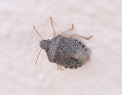 Holcostethus abbreviatus