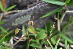 Smilax menispermoidea